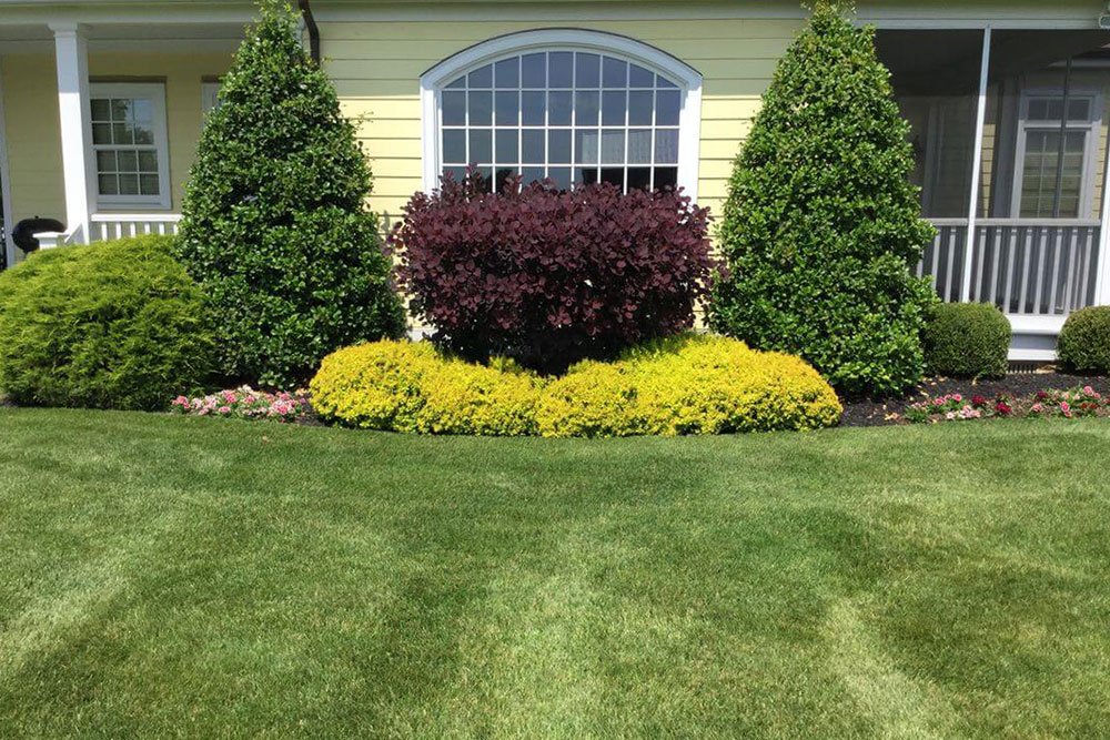 Shrub Care in London